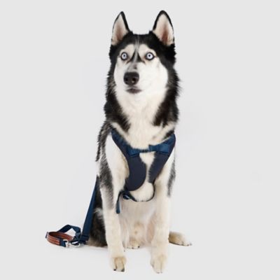 ＜ＳＰＵＴＮＩＫ＞Ｈａｒｎｅｓｓ（Ｂｌｕｅ）