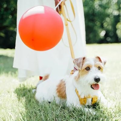 ＜ＳＰＵＴＮＩＫ＞Ｈａｒｎｅｓｓ（Ｙｅｌｌｏｗ）