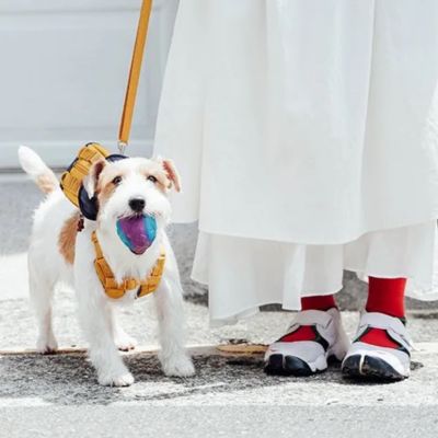 ＜ＳＰＵＴＮＩＫ＞Ｈａｒｎｅｓｓ（Ｙｅｌｌｏｗ）