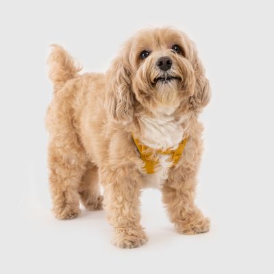＜ＳＰＵＴＮＩＫ＞Ｈａｒｎｅｓｓ（Ｙｅｌｌｏｗ）
