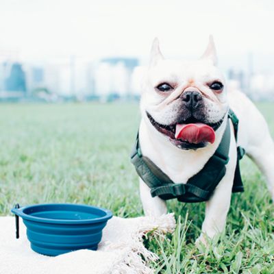 ＜ＳＰＵＴＮＩＫ＞Ｃｏｌｌａｐｓｉｂｌｅ　Ｂｏｗｌ