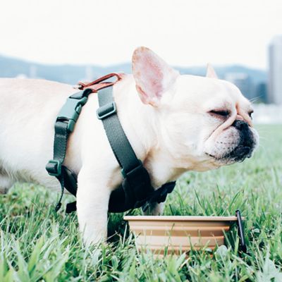 ＜ＳＰＵＴＮＩＫ＞Ｃｏｌｌａｐｓｉｂｌｅ　Ｂｏｗｌ