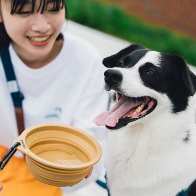＜ＳＰＵＴＮＩＫ＞Ｃｏｌｌａｐｓｉｂｌｅ　Ｂｏｗｌ