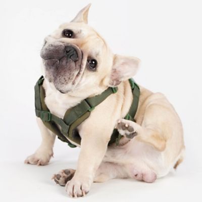 ＜Paddy by WAFONA＞＜ＳＰＵＴＮＩＫ＞Ｈａｒｎｅｓｓ（Ｇｒｅｅｎ）