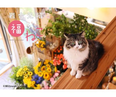 ＜岩合光昭＞【１０月２０日以降、順次発送】２０２６　岩合光昭／福ねこカレンダー