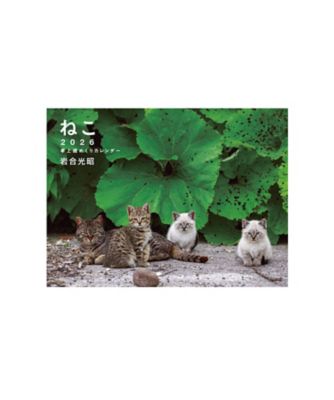 岩合光昭/イワゴウ ミツアキ ２０２６　岩合光昭　ねこ　卓上週めくりカレンダー