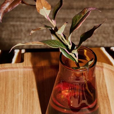 TCS．コニカルフラスク アンバー（00356503） | The Conran