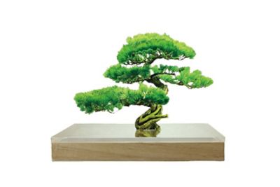 レビューで送料無料 父の日 盆栽 松 五葉松 モダン 信楽鉢 白 4号 Bonsai ボンサイ 高級 高価 価値 植物 松盆栽 鉢植え 剪定 植え替え 針金 お父さん 初めて 初心者 入門 プレゼント 趣味 退職 老後 シニア 癒し 和