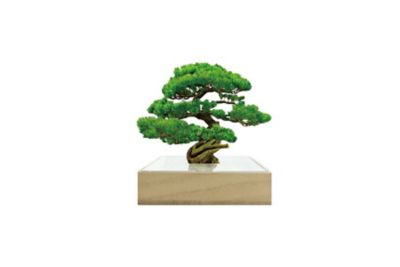 toumei (Women)/トウメイ ミニｂｏｎｓａｉ　松