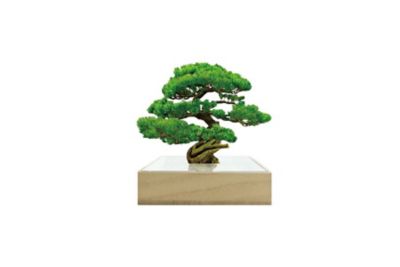 ＜toumei (Women)＞ミニｂｏｎｓａｉ　松