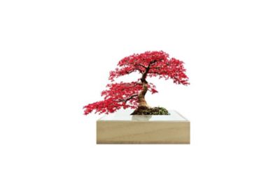 ＜toumei (Women)＞ミニｂｏｎｓａｉ　紅葉