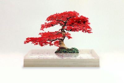 ｂｏｎｓａｉ Ｓ 紅葉